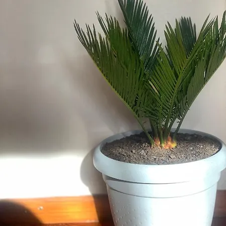 Petra's House Appartement *