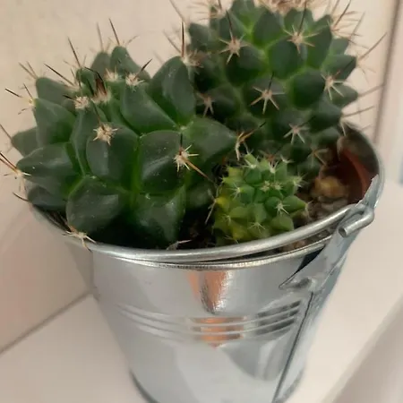 דירה Petra's House *