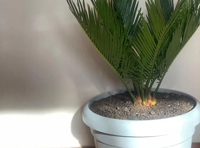 Petra's House Apartamento *