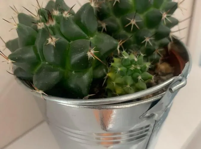 Apartamento Petra's House *